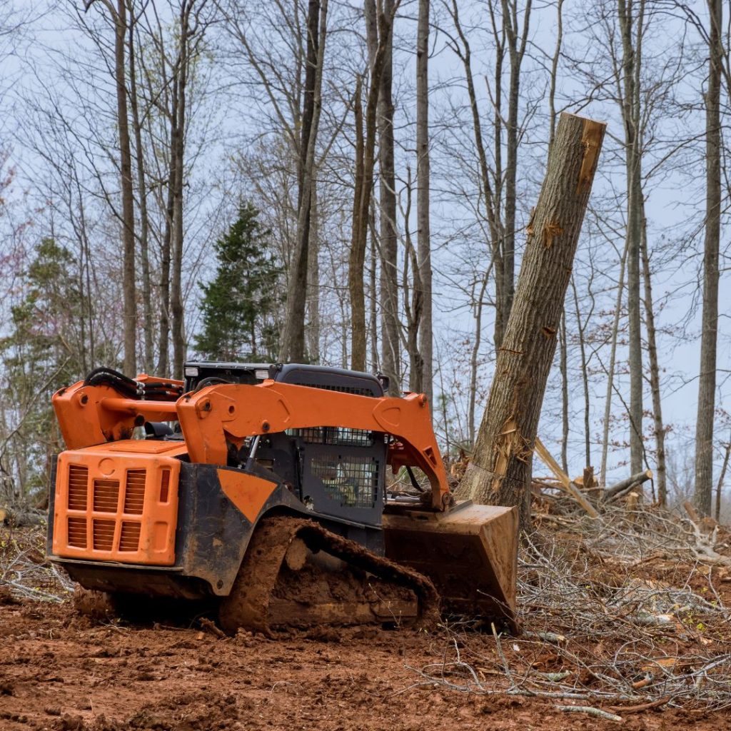 image presents Tree & Stump Removal